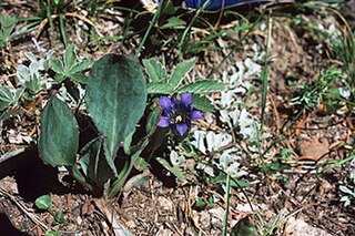 <i>Gentiana parryi</i> species of plant