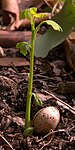 Ginkgoseedling01a.jpg