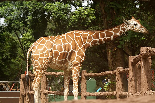 The Giraffe Riddle