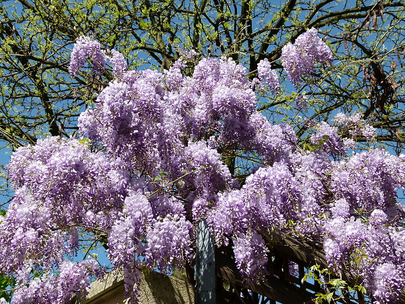 File:Glycines sur le mur du jardin.JPG