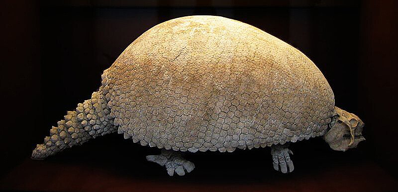 glyptodon vs armadillo