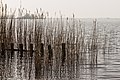 Golfbrekers in het riet.