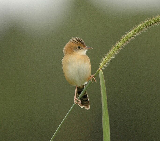 File:Golden-headed Cisticola94.JPG