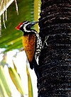 Goldenbacked woodpecker.jpg