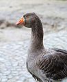 Anser cf. albifrons (Anseridae) Greater White-fronted Goose