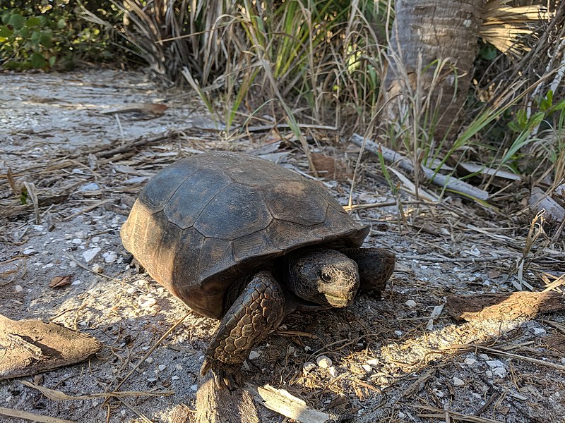 File:Gopherus polyphemus crossing path at Caspersen Beach.jpg