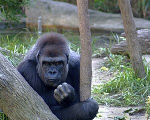 Male silverback gorilla at Cicinnati Zoo.