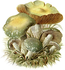 Stropharia aeruginosa