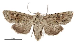 <i>Ichneutica skelloni</i> Species of moth endemic to New Zealand