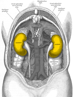 الكلى  فى الانسان - صفحة 2 250px-Gray1120-kidneys