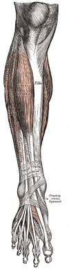 Vista anterior de la pierna.