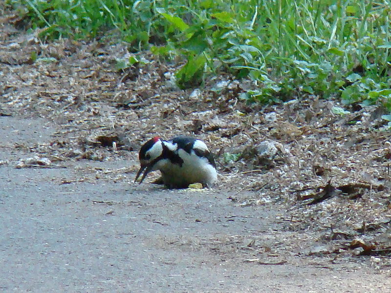 File:Great Spotted Woodpecker-Mindaugas Urbonas-5.jpg