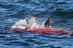 L'attacco ad un leone marino visto in superficie