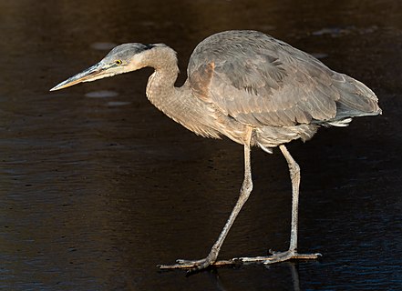 Great blue heron on a frozen pond during golden hour