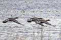 * Nomination: Greater white-fronted geese (Anser albifrons) --Charlesjsharp 10:52, 13 May 2023 (UTC) * Review Too many color artifacts (CA, chroma noise) --Poco a poco 14:57, 13 May 2023 (UTC)