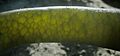 * Nomination Backlit strap of bull kelp. --Avenue 00:45, 17 April 2010 (UTC); * Decline Background very noisy, IMO. Sorry--Jebulon 17:24, 18 April 2010 (UTC)