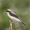 * Nomination Grey-backed fiscal (Lanius excubitoroides boehmi) male --Charlesjsharp 21:02, 25 August 2021 (UTC) * Promotion  Support Good quality. --Ermell 21:52, 25 August 2021 (UTC)