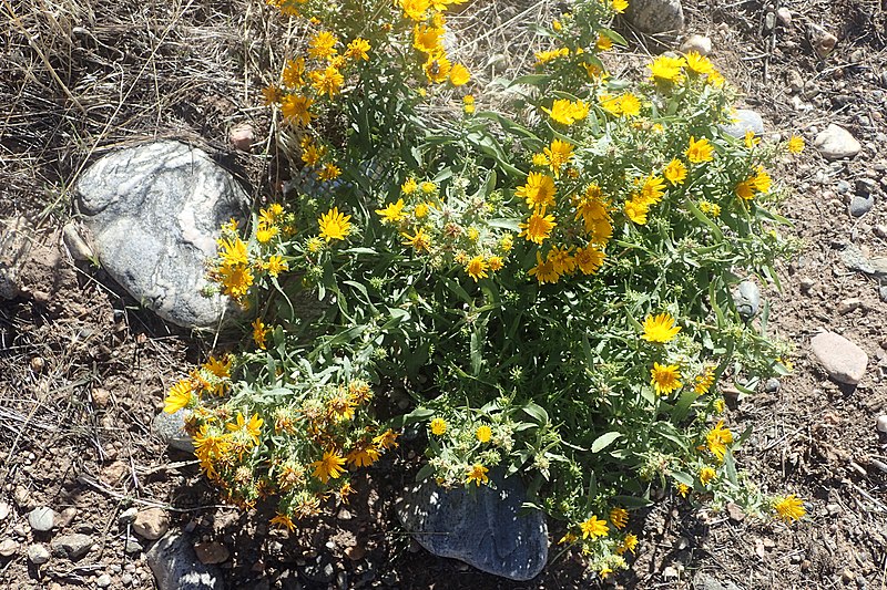 File:Grindelia squarrosa kz03.jpg