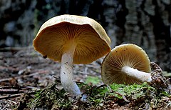 Gymnopilus evalyptorum. (47634190931) .jpg