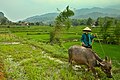 * Nomination Rice paddies lanscape with buffalo and farmer near the village of Hạ Thành, province of Hà Giang, Vietnam --Benji 21:24, 23 May 2023 (UTC) * Decline  Oppose Lacks quality. Sorry. --Ermell 21:59, 24 May 2023 (UTC)