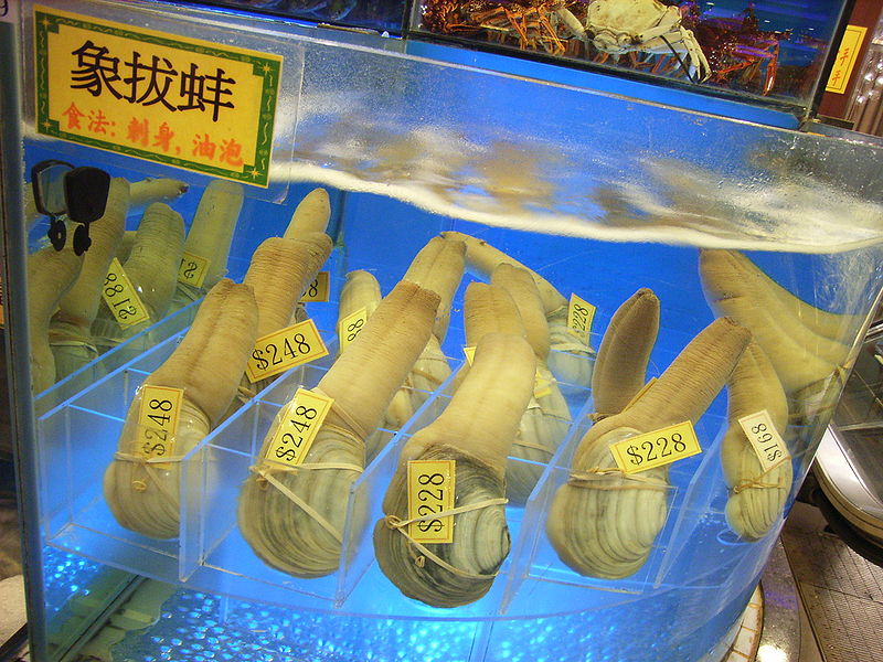 File:HK seafood Elephant Trunk Clam.jpg
