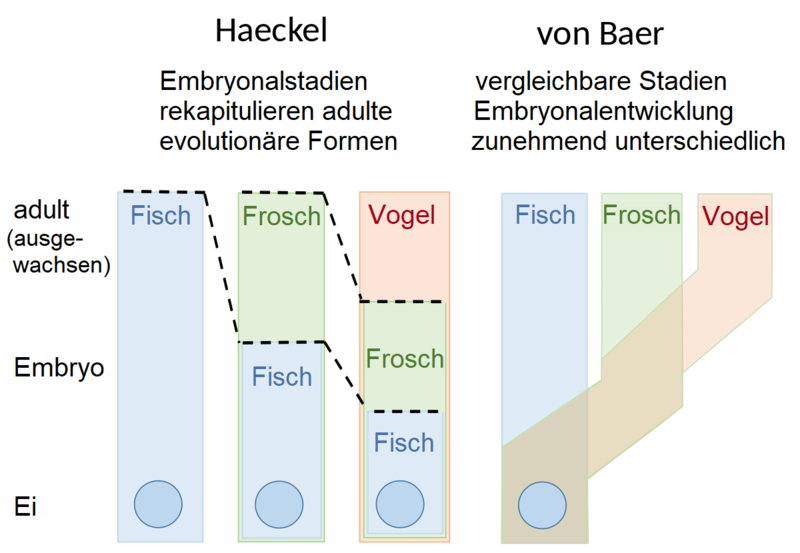 File:Haeckel vs von Baer.png