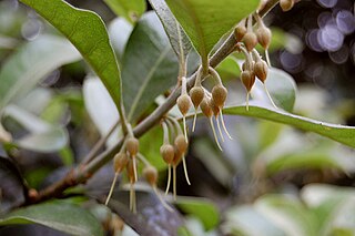 <i>Xantolis</i> Genus of flowering plants