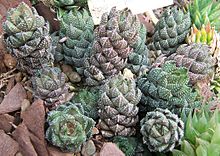 Haworthia coarctata CologneUni.jpg