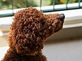 * Nomination: Portrait of miniature poodle (Tapsi) in Mysore, Karnataka, India --Tagooty 00:34, 18 May 2024 (UTC) * * Review needed