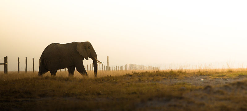 File:Heading Home 1 (Kenya, Day 1).jpg