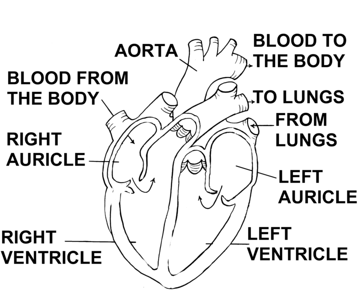 File:Heart Diagram (PSF).png