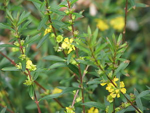 Heimia salicifolia (10650356644) .jpg