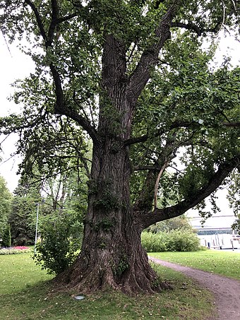 Populus × petrowskiana ("Czar's Poplar") in Heinola, Finland