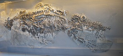 Squelette de l'holotype T 4352 au musée paléontologique de Zurich.