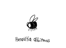 Heraultia albipennis.png