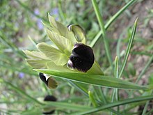 Iris tuberosa Hermodactylus tuberosus 3.JPG
