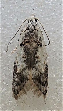 Heterocrossa contactella 242553973.jpg