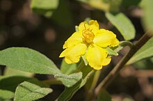 Hibbertia linearis flower.jpg