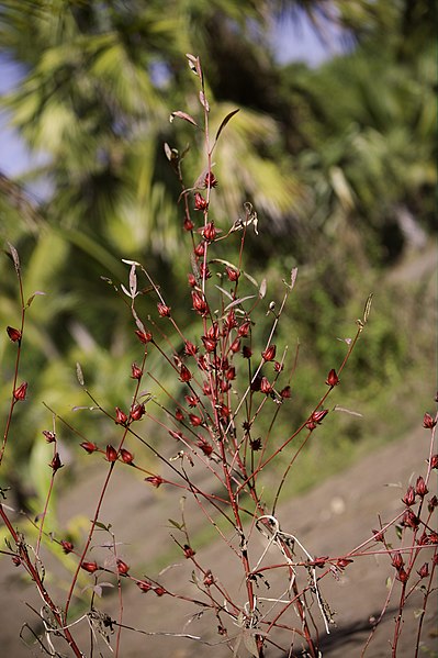 File:Hibiscus sabdariffa plant.jpg