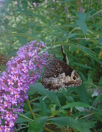 Hipparchia (papillon)