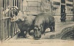 Vignette pour Kako (hippopotame)