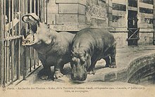 Hippopotames Kako et Lisa 1.jpg