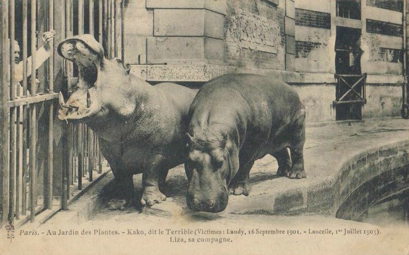 File:Hippopotames Kako et Lisa 1.jpg