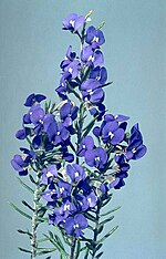 Thumbnail for Hovea stricta