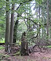 Čeština: Přírodní památka Hřebenec, nedaleko Rožmitálu pod Třemšínem v okrese Příbram (ČR) English: Natural monument Hřebenec, near Rožmitál pod Třemšínem in Příbram District (Czech Republic)