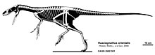 Skeletal diagram Huaxiagnathus skeletal.jpg