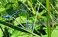 Hufeisen-Azurjungfer (Coenagrion puella)