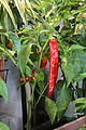 Hungarian wax peppers IMG 5535.JPG