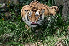 Tigre blanc — Wikipédia