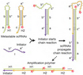 Thumbnail for Small conditional RNA